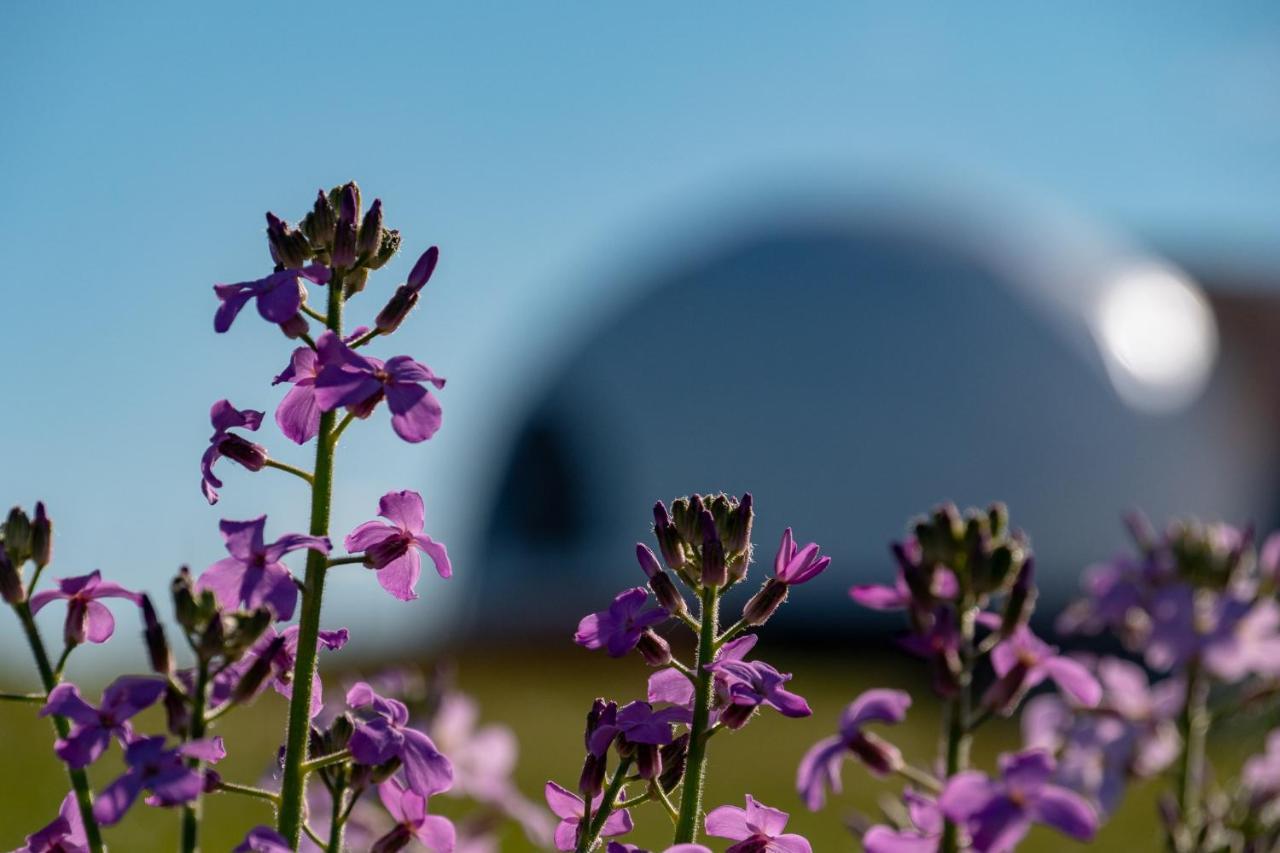 Villa Garden Domes à Puerto Natales Extérieur photo